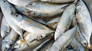 ayala Indian mackerel fish fresh chemical free non preservative cleaned ready to cook buy online home delivery in Cherthala Area mainly Arthunkal, Thyckal, Kadakkarappally, Vettakkal, Ottamassery, Pattanakkad, Ponnamveli, Thuravoor, Valamangalam, Thyckattussery, Pallippuram, Thavanakadavu, Thirunalloor, Varanad, Kokkothamangalam, Thaneermukkom, Kanankara, Puthanangadi, Kayipuram, Kanjikuzhi, SL puram, Vakaradi, Poklassery, Pooppallikavu, Mararikulam. Chethy, 11thmile, Muttathiparambu, Kanichukulangara, Pollethai, St Martin Church area, Kalikulam, Thankey