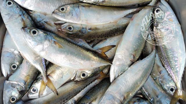 ayala Indian mackerel fish fresh chemical free non preservative cleaned ready to cook buy online home delivery in Cherthala Area mainly Arthunkal, Thyckal, Kadakkarappally, Vettakkal, Ottamassery, Pattanakkad, Ponnamveli, Thuravoor, Valamangalam, Thyckattussery, Pallippuram, Thavanakadavu, Thirunalloor, Varanad, Kokkothamangalam, Thaneermukkom, Kanankara, Puthanangadi, Kayipuram, Kanjikuzhi, SL puram, Vakaradi, Poklassery, Pooppallikavu, Mararikulam. Chethy, 11thmile, Muttathiparambu, Kanichukulangara, Pollethai, St Martin Church area, Kalikulam, Thankey