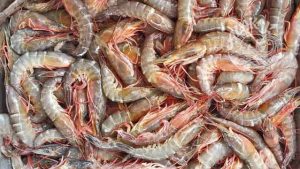 kazhanthan-chemeen-prown-shrimpl-fish-fresh-chemical-free-non-preservative-cleaned-ready-to-cook-buy-online-home-delivery in Cherthala Area mainly Arthunkal, Thyckal, Kadakkarappally, Vettakkal, Ottamassery, Pattanakkad, Ponnamveli, Thuravoor, Valamangalam, Thyckattussery, Pallippuram, Thavanakadavu, Thirunalloor, Varanad, Kokkothamangalam, Thaneermukkom, Kanankara, Puthanangadi, Kayipuram, Kanjikuzhi, SL puram, Vakaradi, Poklassery, Pooppallikavu, Mararikulam. Chethy, 11thmile, Muttathiparambu, Kanichukulangara, Pollethai, St Martin Church area, Kalikulam, Thankey