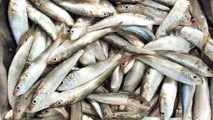 mathi chala Indian sardines fish fresh chemical free non preservative cleaned ready to cook buy online home delivery in Cherthala Area mainly Arthunkal, Thyckal, Kadakkarappally, Vettakkal, Ottamassery, Pattanakkad, Ponnamveli, Thuravoor, Valamangalam, Thyckattussery, Pallippuram, Thavanakadavu, Thirunalloor, Varanad, Kokkothamangalam, Thaneermukkom, Kanankara, Puthanangadi, Kayipuram, Kanjikuzhi, SL puram, Vakaradi, Poklassery, Pooppallikavu, Mararikulam. Chethy, 11thmile, Muttathiparambu, Kanichukulangara, Pollethai, St Martin Church area, Kalikulam, Thankey