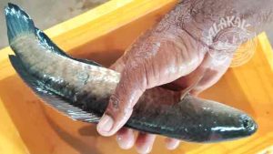 nadan varaal striped murrel fish fresh chemical free non preservative cleaned ready to cook buy online home delivery in Cherthala Area mainly Arthunkal, Thyckal, Kadakkarappally, Vettakkal, Ottamassery, Pattanakkad, Ponnamveli, Thuravoor, Valamangalam, Thyckattussery, Pallippuram, Thavanakadavu, Thirunalloor, Varanad, Kokkothamangalam, Thaneermukkom, Kanankara, Puthanangadi, Kayipuram, Kanjikuzhi, SL puram, Vakaradi, Poklassery, Pooppallikavu, Mararikulam. Chethy, 11thmile, Muttathiparambu, Kanichukulangara, Pollethai, St Martin Church area, Kalikulam, Thankey