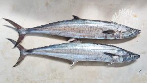 nemeen neymeen king fish fresh chemical free non preservative cleaned ready to cook buy online home delivery in Cherthala Area mainly Arthunkal, Thyckal, Kadakkarappally, Vettakkal, Ottamassery, Pattanakkad, Ponnamveli, Thuravoor, Valamangalam, Thyckattussery, Pallippuram, Thavanakadavu, Thirunalloor, Varanad, Kokkothamangalam, Thaneermukkom, Kanankara, Puthanangadi, Kayipuram, Kanjikuzhi, SL puram, Vakaradi, Poklassery, Pooppallikavu, Mararikulam. Chethy, 11thmile, Muttathiparambu, Kanichukulangara, Pollethai, St Martin Church area, Kalikulam, Thankey
