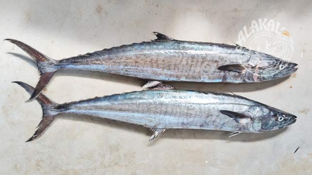 nemeen neymeen king fish fresh chemical free non preservative cleaned ready to cook buy online home delivery in Cherthala Area mainly Arthunkal, Thyckal, Kadakkarappally, Vettakkal, Ottamassery, Pattanakkad, Ponnamveli, Thuravoor, Valamangalam, Thyckattussery, Pallippuram, Thavanakadavu, Thirunalloor, Varanad, Kokkothamangalam, Thaneermukkom, Kanankara, Puthanangadi, Kayipuram, Kanjikuzhi, SL puram, Vakaradi, Poklassery, Pooppallikavu, Mararikulam. Chethy, 11thmile, Muttathiparambu, Kanichukulangara, Pollethai, St Martin Church area, Kalikulam, Thankey