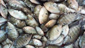 pallathi pearl spot fry thumbachi small karimeen mix fish fresh chemical free non preservative cleaned ready to cook buy online home delivery in Cherthala Area mainly Arthunkal, Thyckal, Kadakkarappally, Vettakkal, Ottamassery, Pattanakkad, Ponnamveli, Thuravoor, Valamangalam, Thyckattussery, Pallippuram, Thavanakadavu, Thirunalloor, Varanad, Kokkothamangalam, Thaneermukkom, Kanankara, Puthanangadi, Kayipuram, Kanjikuzhi, SL puram, Vakaradi, Poklassery, Pooppallikavu, Mararikulam. Chethy, 11thmile, Muttathiparambu, Kanichukulangara, Pollethai, St Martin Church area, Kalikulam, Thankey,