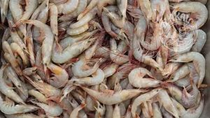 poovalan chemeen flower prawns shrimp fresh chemical free non preservative cleaned ready to cook buy online home delivery in in Cherthala Area mainly Arthunkal, Thyckal, Kadakkarappally, Vettakkal, Ottamassery, Pattanakkad, Ponnamveli, Thuravoor, Valamangalam, Thyckattussery, Pallippuram, Thavanakadavu, Thirunalloor, Varanad, Kokkothamangalam, Thaneermukkom, Kanankara, Puthanangadi, Kayipuram, Kanjikuzhi, SL puram, Vakaradi, Poklassery, Pooppallikavu, Mararikulam. Chethy, 11thmile, Muttathiparambu, Kanichukulangara, Pollethai, St Martin Church area, Kalikulam, Thankey,