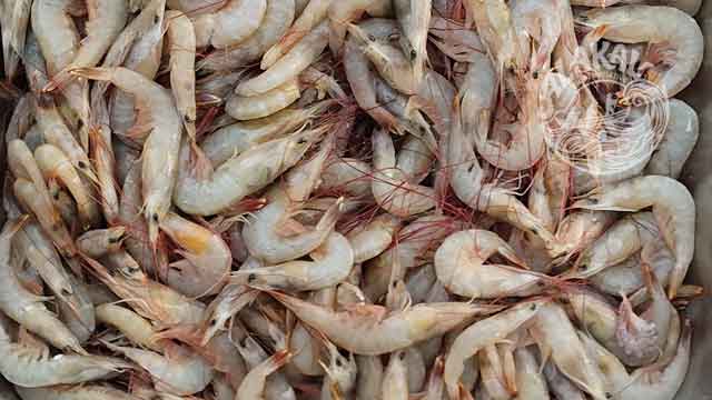 poovalan chemeen flower prawns shrimp fresh chemical free non preservative cleaned ready to cook buy online home delivery in in Cherthala Area mainly Arthunkal, Thyckal, Kadakkarappally, Vettakkal, Ottamassery, Pattanakkad, Ponnamveli, Thuravoor, Valamangalam, Thyckattussery, Pallippuram, Thavanakadavu, Thirunalloor, Varanad, Kokkothamangalam, Thaneermukkom, Kanankara, Puthanangadi, Kayipuram, Kanjikuzhi, SL puram, Vakaradi, Poklassery, Pooppallikavu, Mararikulam. Chethy, 11thmile, Muttathiparambu, Kanichukulangara, Pollethai, St Martin Church area, Kalikulam, Thankey,