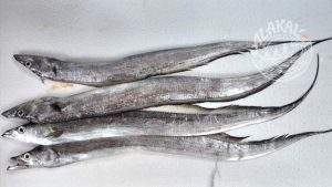 ribbon fish large head hairtail vaala fresh chemical free non preservative cleaned ready to cook buy online home delivery in in Cherthala Area mainly Arthunkal, Thyckal, Kadakkarappally, Vettakkal, Ottamassery, Pattanakkad, Ponnamveli, Thuravoor, Valamangalam, Thyckattussery, Pallippuram, Thavanakadavu, Thirunalloor, Varanad, Kokkothamangalam, Thaneermukkom, Kanankara, Puthanangadi, Kayipuram, Kanjikuzhi, SL puram, Vakaradi, Poklassery, Pooppallikavu, Mararikulam. Chethy, 11thmile, Muttathiparambu, Kanichukulangara, Pollethai, St Martin Church area, Kalikulam, Thankey,